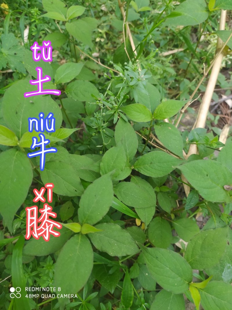 贵州毕节古夜郎大地野生药材土牛膝野生全草下单现采