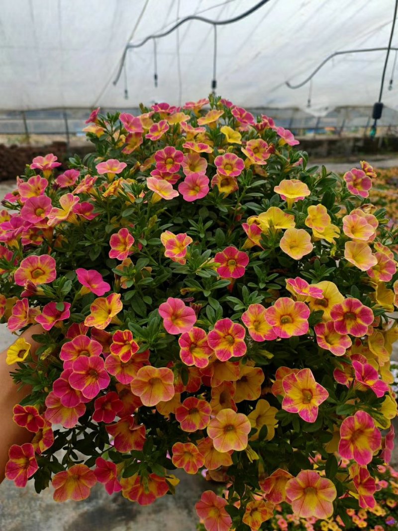 垂钓牵牛舞春花百万小玲开花机器