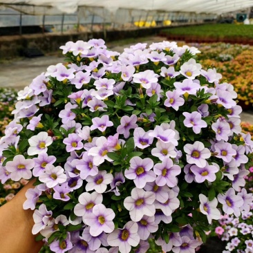 垂钓牵牛舞春花百万小玲开花机器