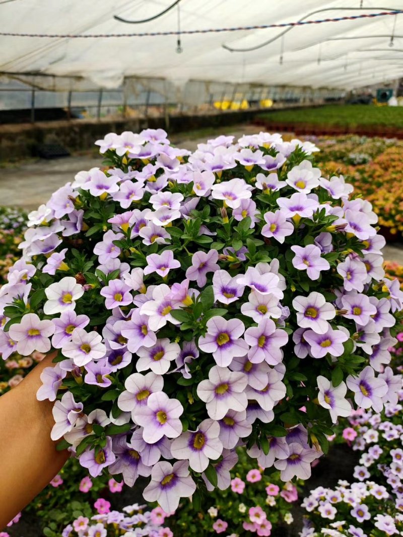 垂钓牵牛舞春花百万小玲开花机器