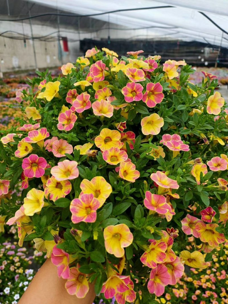 垂钓牵牛舞春花百万小玲开花机器