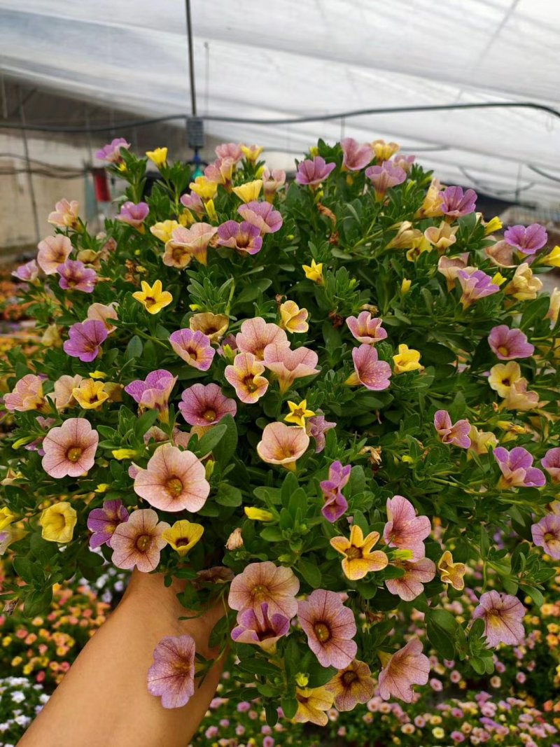 垂钓牵牛舞春花百万小玲开花机器