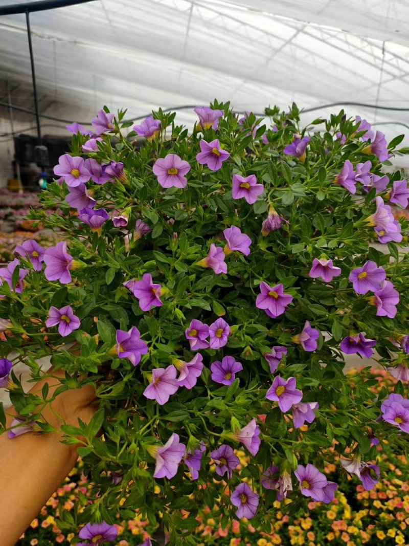 垂钓牵牛舞春花百万小玲开花机器