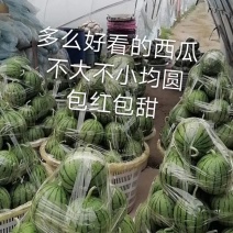 早春红玉小西瓜大量上市