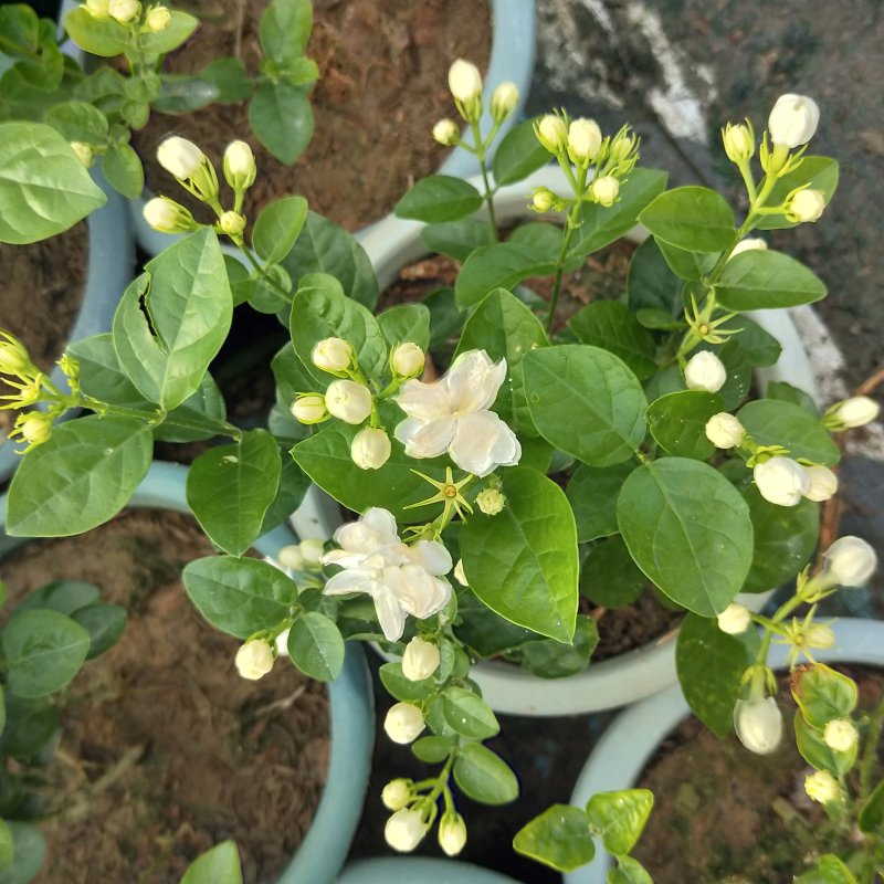 茉莉花白花，提盆茉莉，美观，绿植基地直销