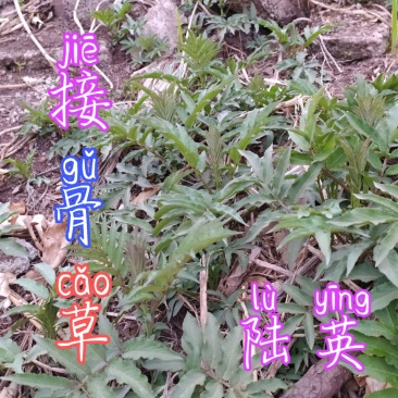 贵州毕节古夜郎大地野生中药材接骨草陆英野生全草