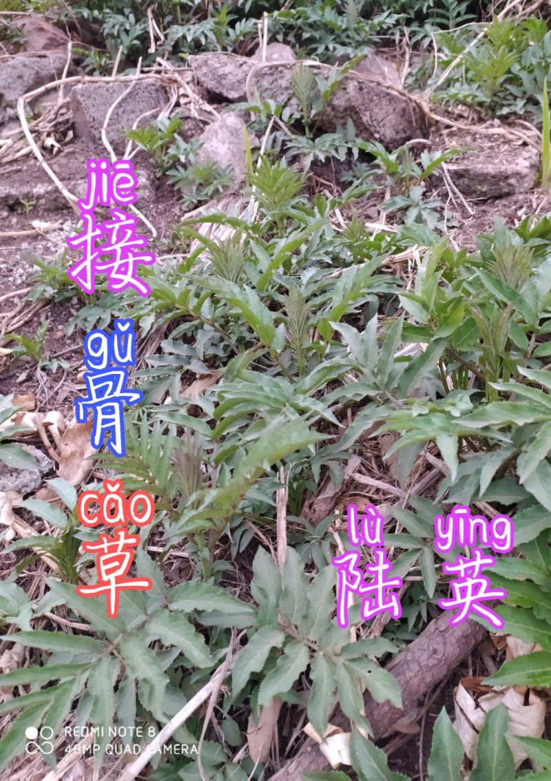 贵州毕节古夜郎大地野生中药材接骨草陆英野生全草