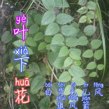 贵州毕节古夜郎野生白背兔儿风追风箭叶下花