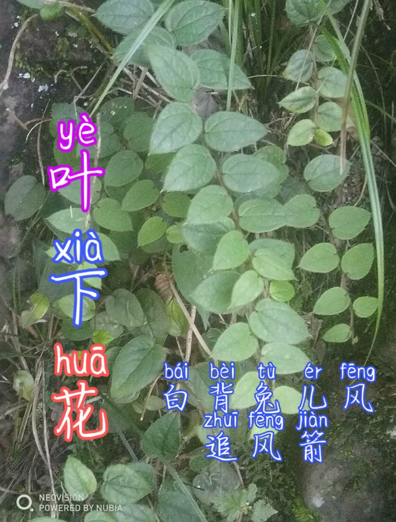贵州毕节古夜郎野生白背兔儿风追风箭叶下花