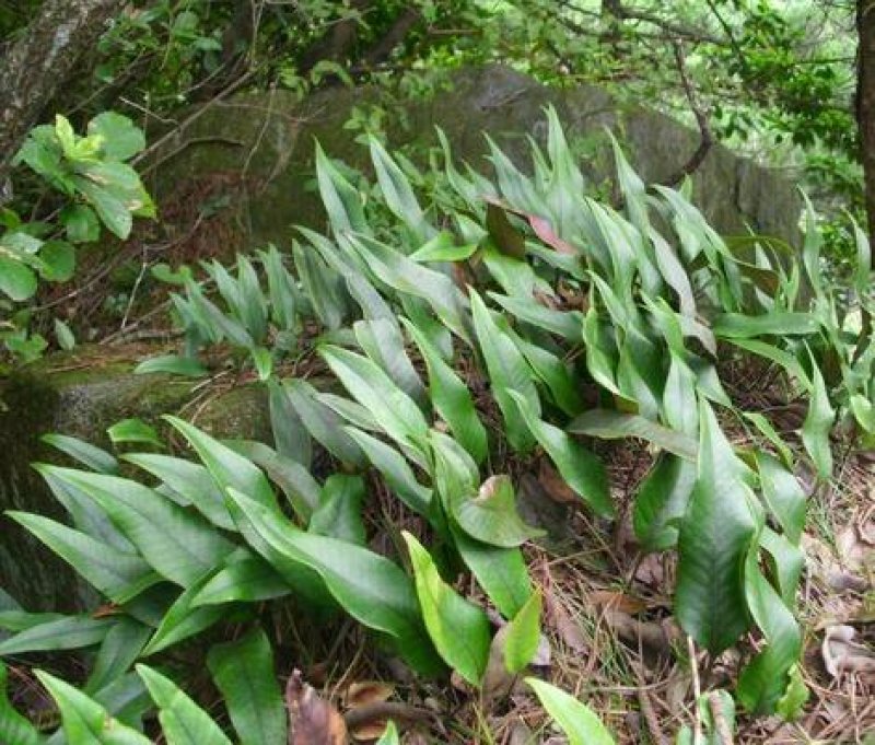 贵州毕节古夜郎大地野生药材石韦野生石韦可种植