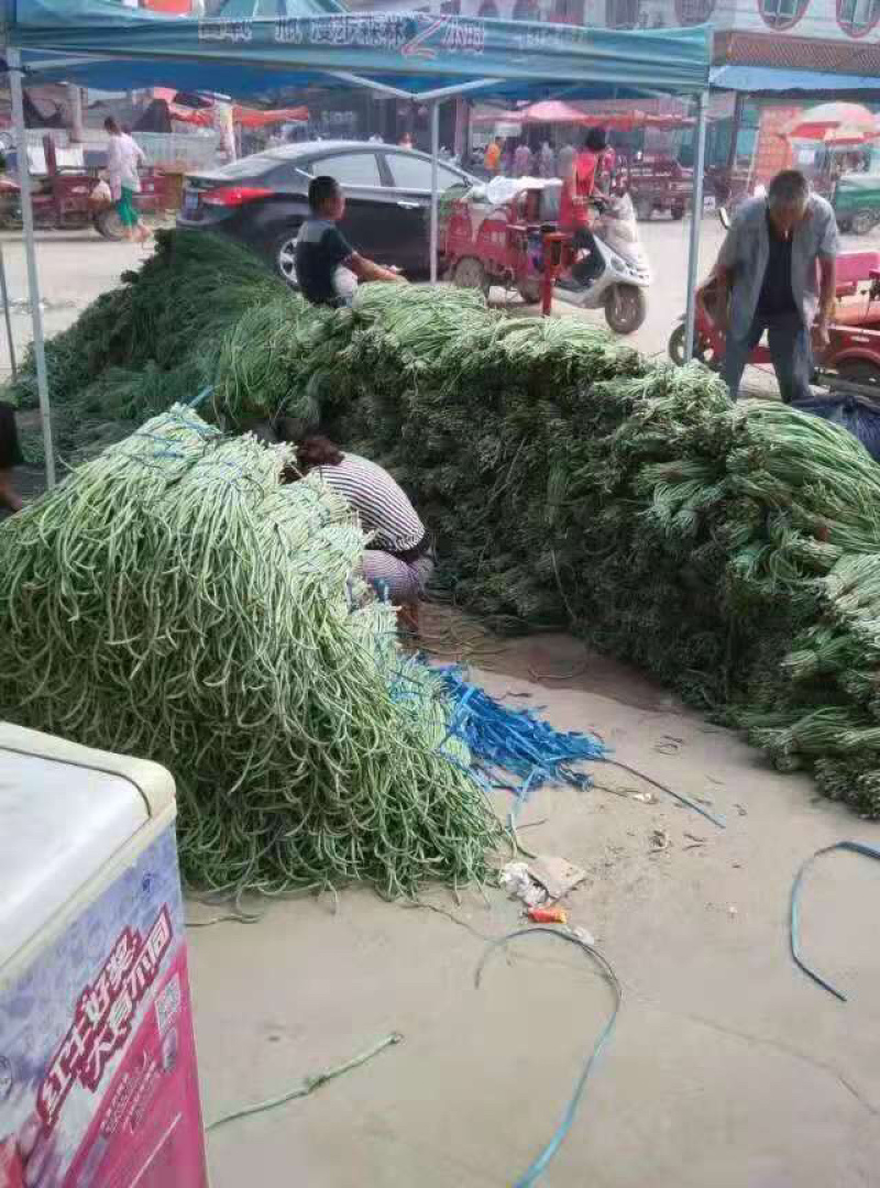 长豇豆，长豆角大量上市，产地直供，代发全国