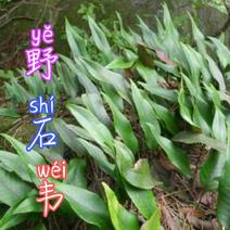 贵州毕节古夜郎大地野生药材石韦野生石韦可种植