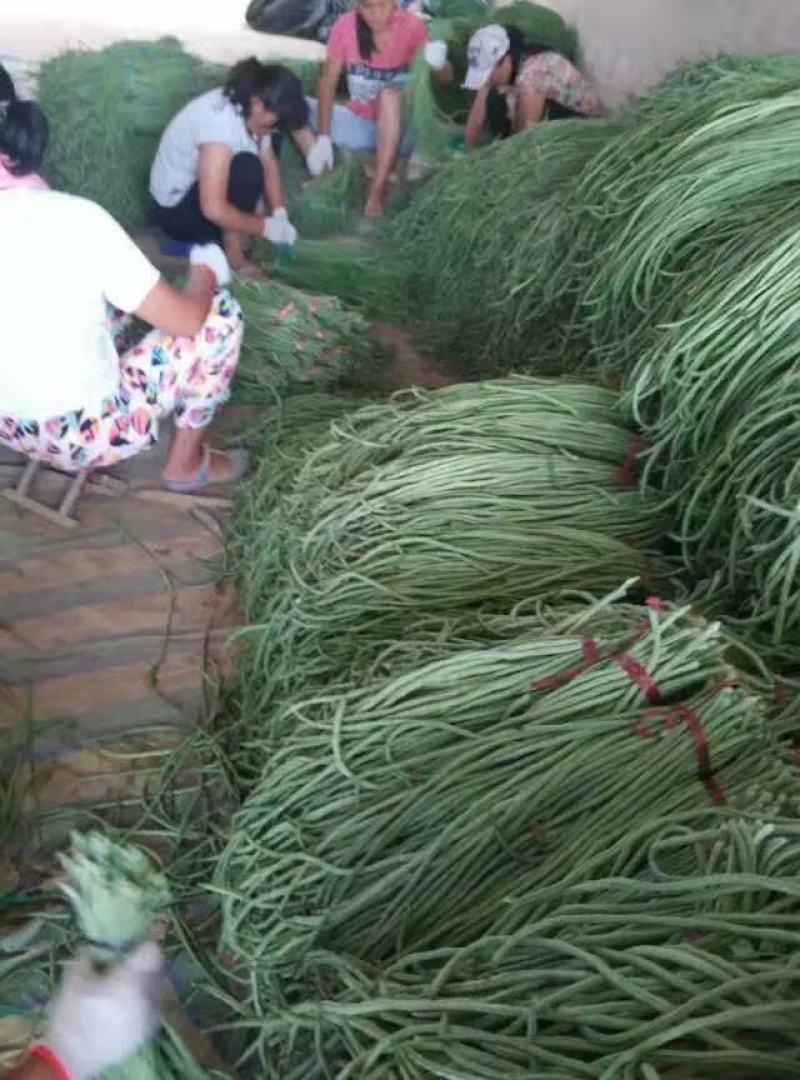 长豇豆，长豆角大量上市，产地直供，代发全国
