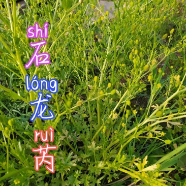 贵州毕节古夜郎大地野生石龙芮全草全草入药盆栽种植