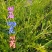 贵州毕节古夜郎大地野生石龙芮全草全草入药盆栽种植