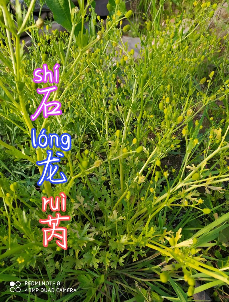 贵州毕节古夜郎大地野生石龙芮全草全草入药盆栽种植