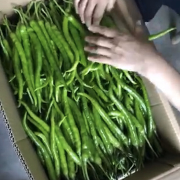 利川精品薄皮线椒二荆条支持线上交易可视频看货
