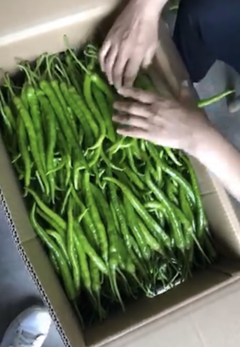 利川精品薄皮线椒二荆条支持线上交易可视频看货