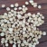 甘肃千年药乡黄芪,规格齐全。量大从优,合作共赢