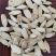 甘肃千年药乡黄芪,规格齐全。量大从优,合作共赢