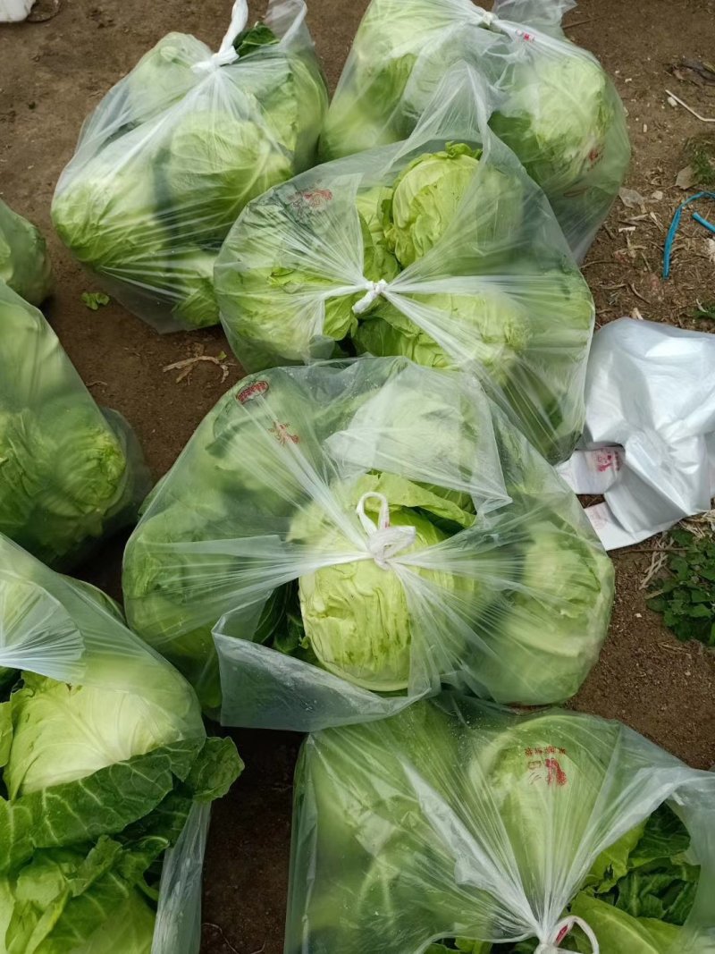 山东优质牛心橄榄产地批发，诚信经营价格可谈