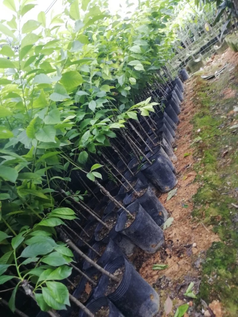 青脆李子苗三月李苗早李