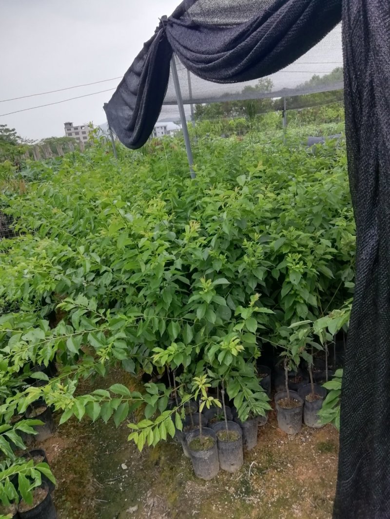 青脆李子苗三月李苗早李