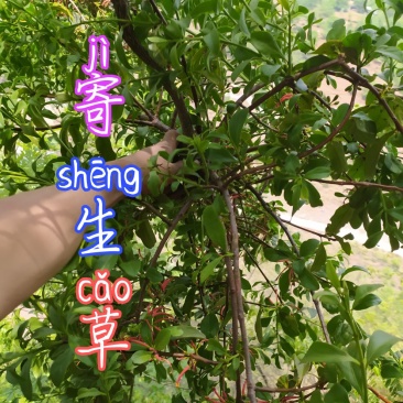 贵州毕节古夜郎大地野生中药材寄生草寄生木黄沙梨寄生