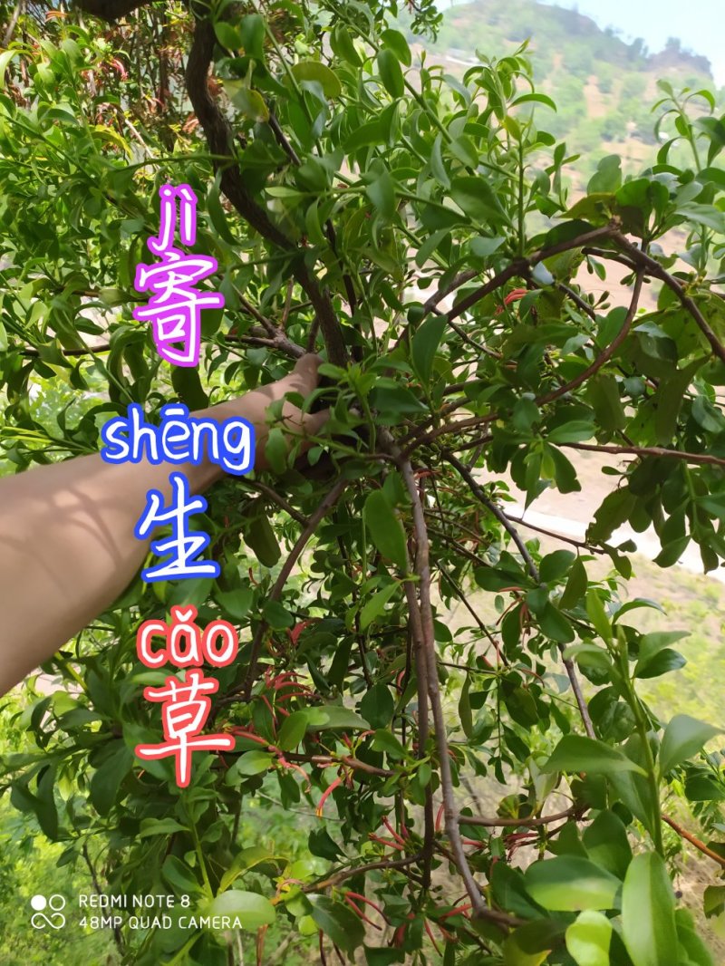 贵州毕节古夜郎大地野生中药材寄生草寄生木黄沙梨寄生