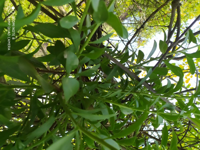 贵州毕节古夜郎大地野生中药材寄生草寄生木黄沙梨寄生