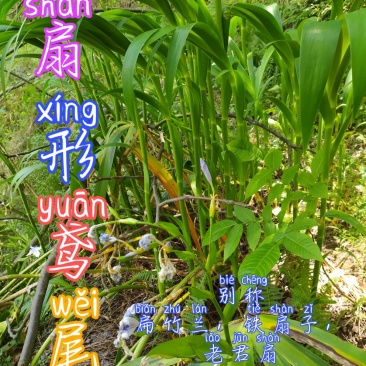 贵州毕节古夜郎大地野生中药材扇形鸢尾老君扇