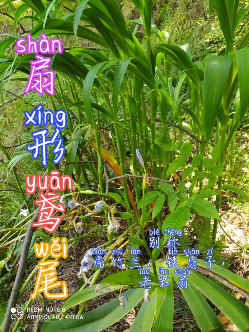 贵州毕节古夜郎大地野生中药材扇形鸢尾老君扇