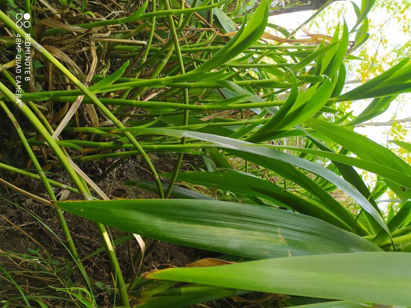 贵州毕节古夜郎大地野生中药材扇形鸢尾老君扇