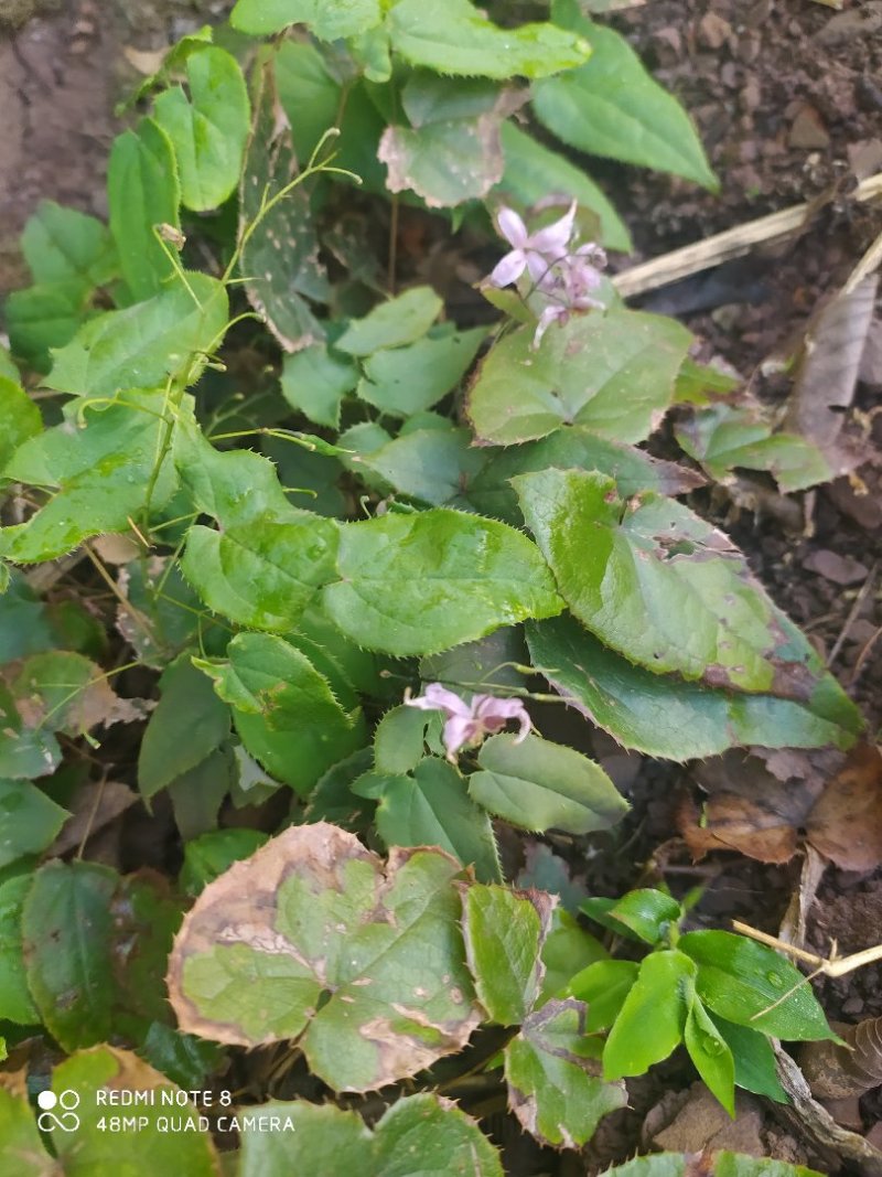 贵州毕节古夜郎大地野生中药材淫羊藿种苗淫羊藿盆栽