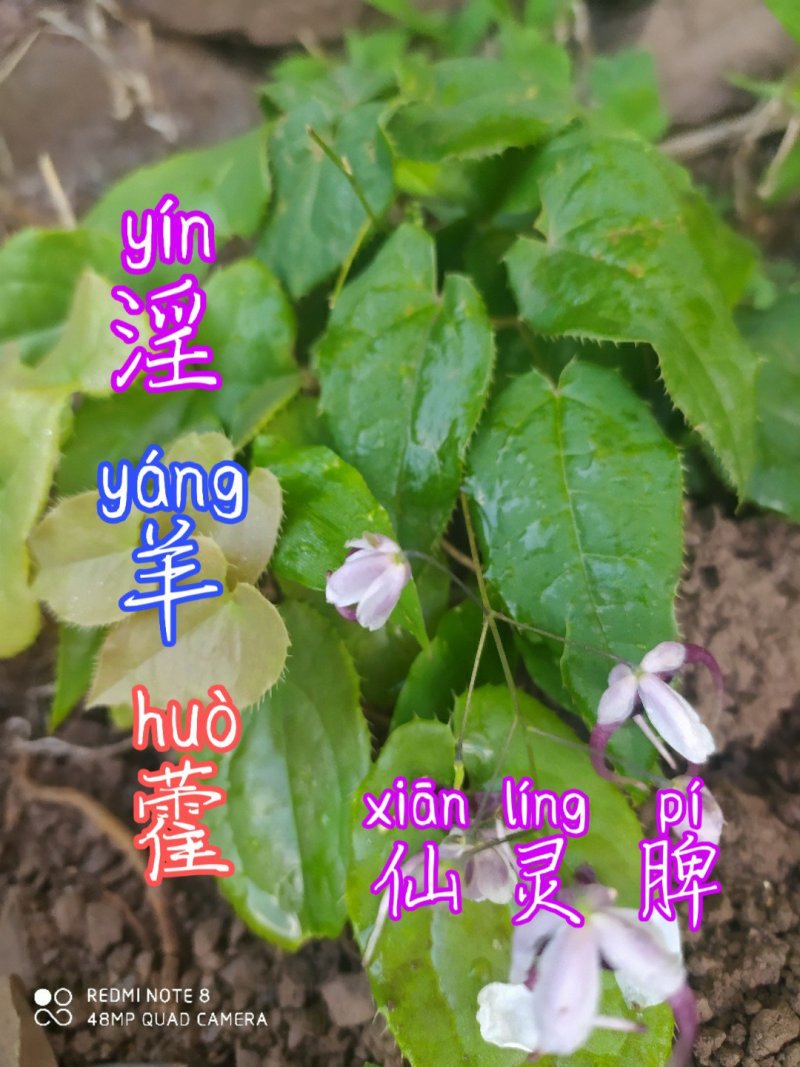贵州毕节古夜郎大地野生中药材淫羊藿种苗淫羊藿盆栽