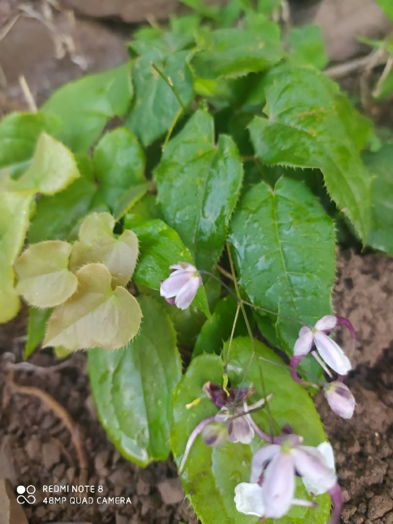 贵州毕节古夜郎大地野生中药材淫羊藿种苗淫羊藿盆栽