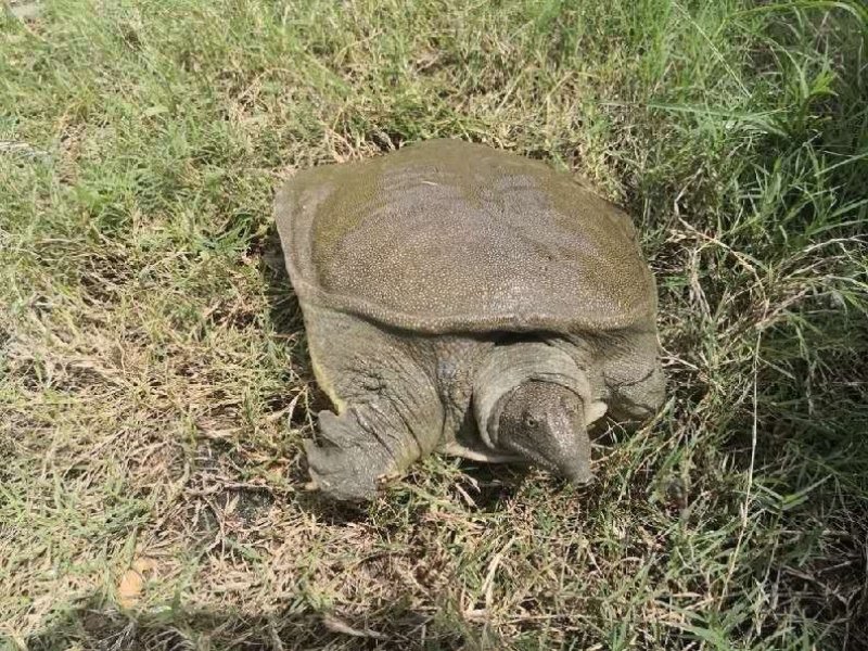 生态甲鱼，鳖