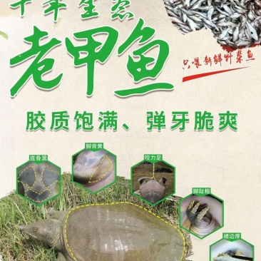 生态甲鱼，鳖