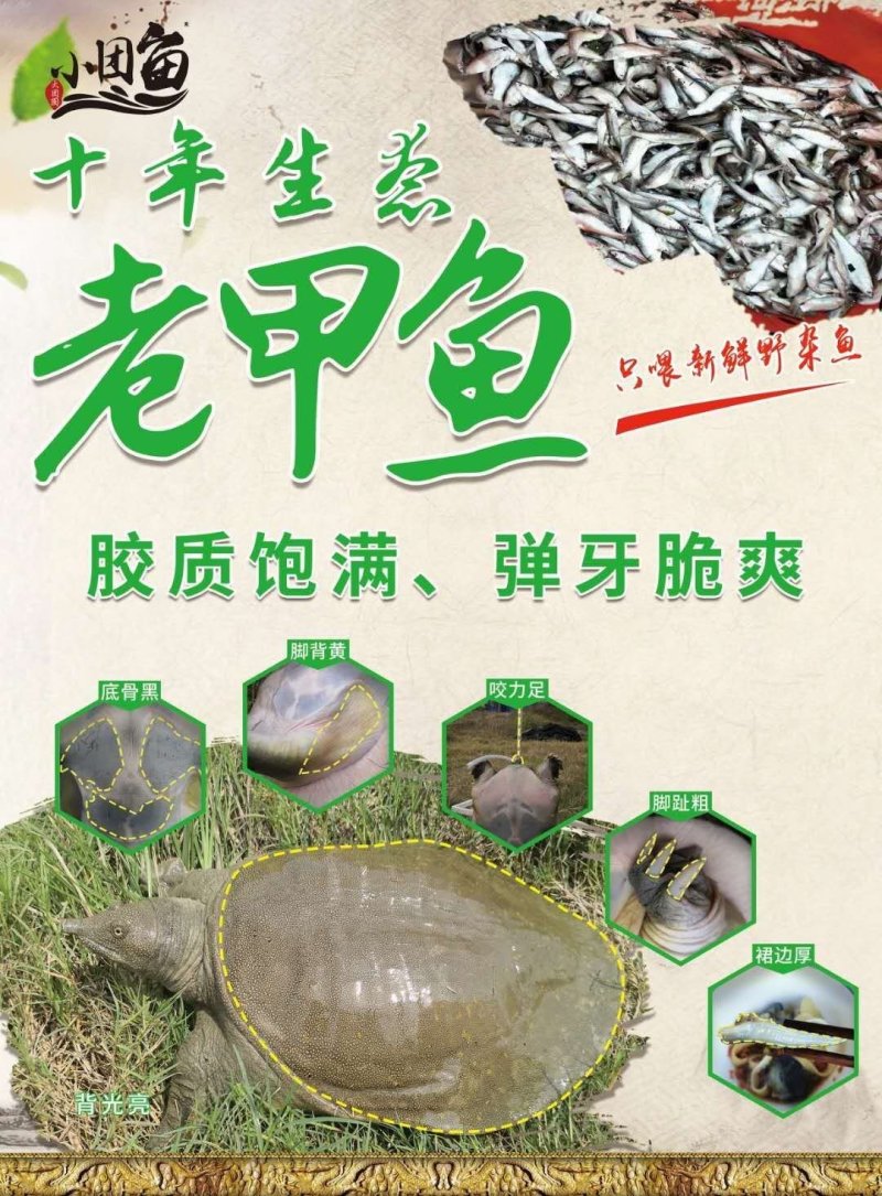 生态甲鱼，鳖
