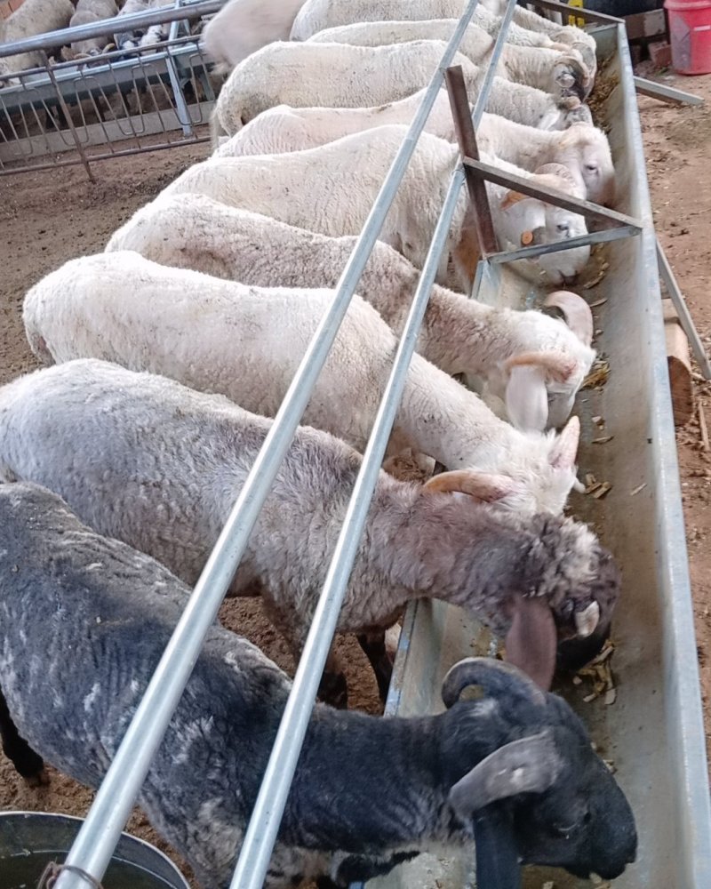 肉羊