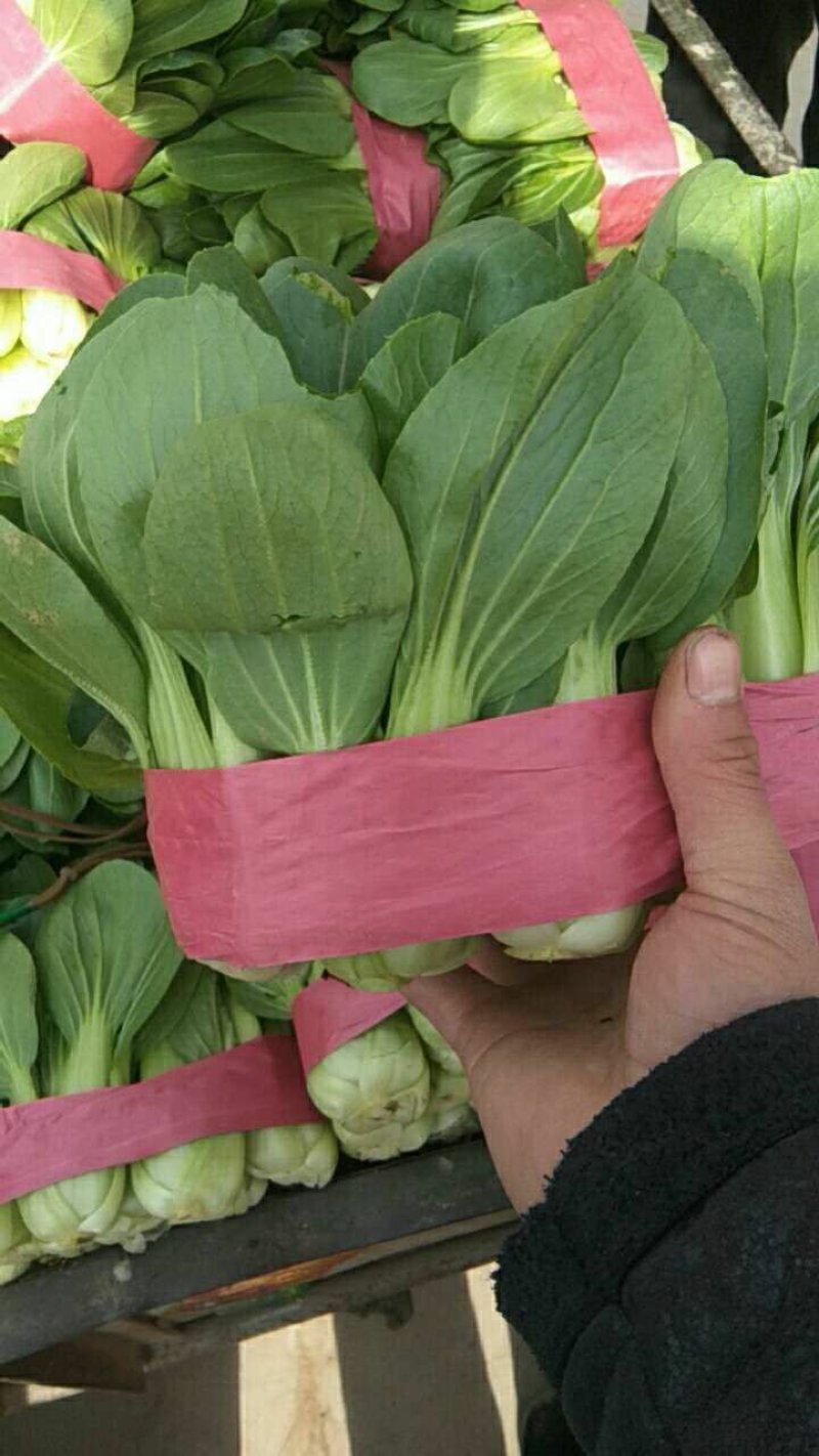 河北邯郸上海清小油菜提供一亩田线上交易资金安全有保证