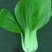 河北邯郸上海清小油菜提供一亩田线上交易资金安全有保证