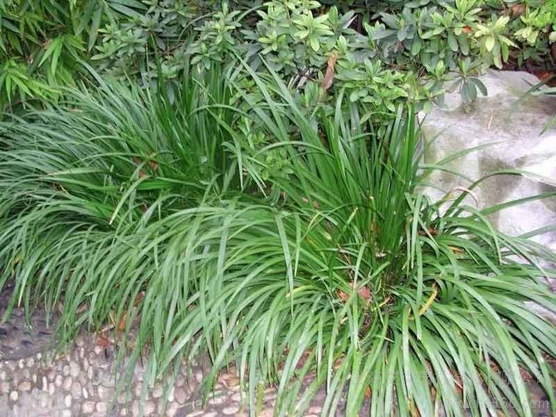 石菖蒲种苗种苗干货成品质量保证菖蒲苗石