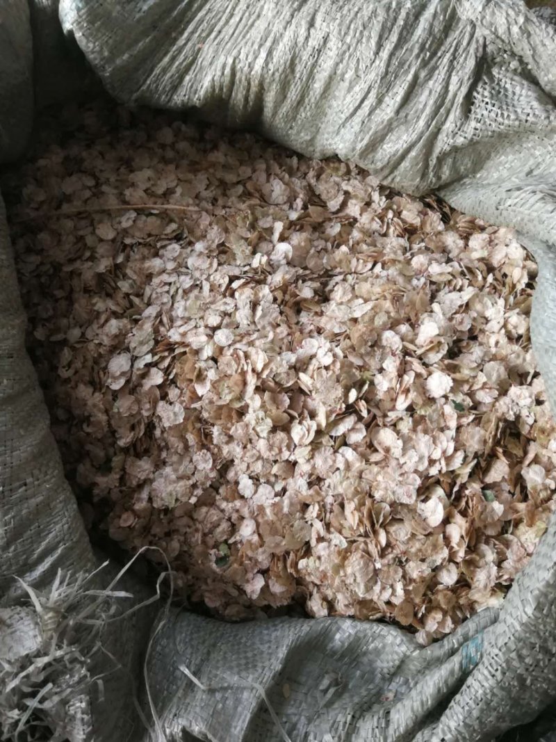 供应榆树种子北方白榆籽耐寒抗旱净度好价格优惠