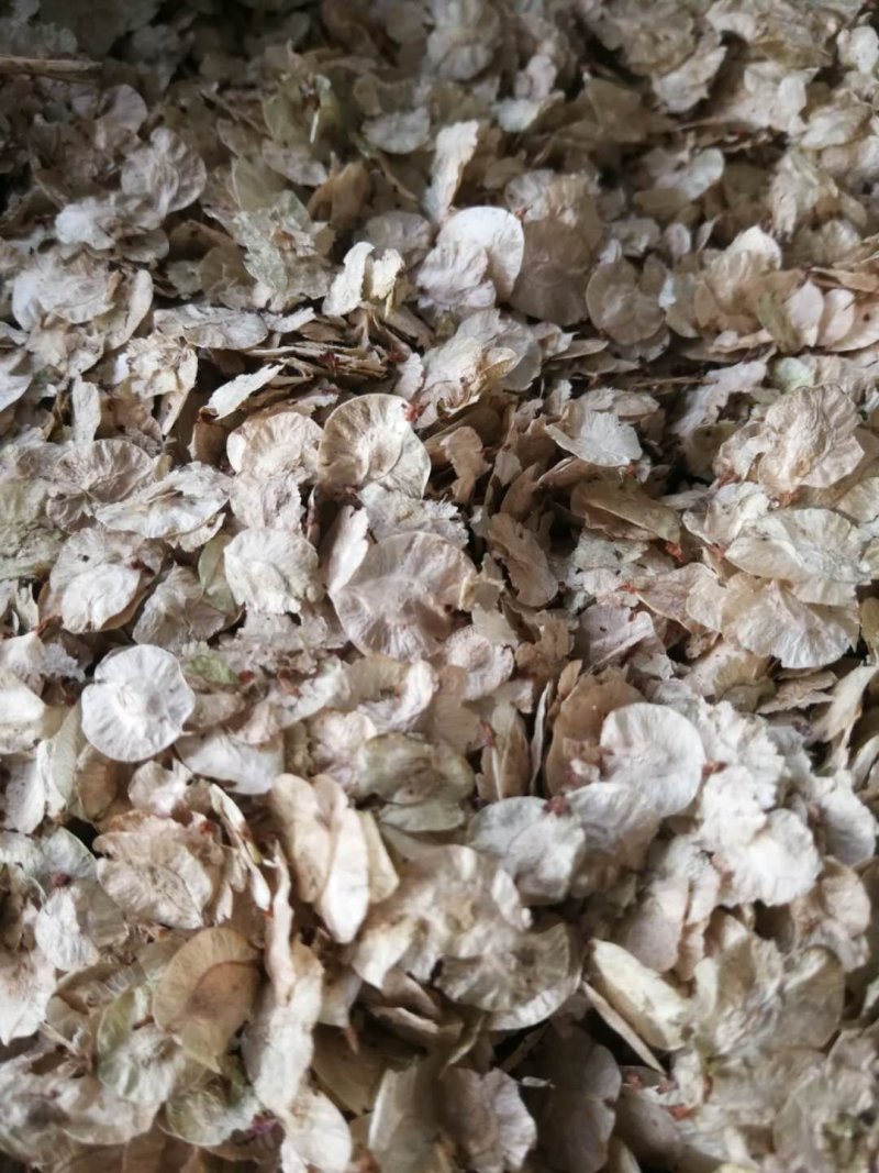 供应榆树种子北方白榆籽耐寒抗旱净度好价格优惠