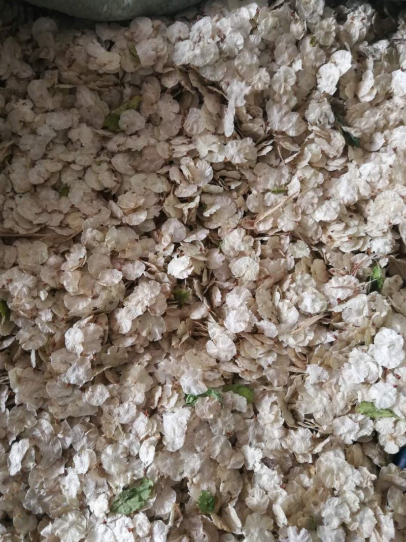 供应榆树种子北方白榆籽耐寒抗旱净度好价格优惠