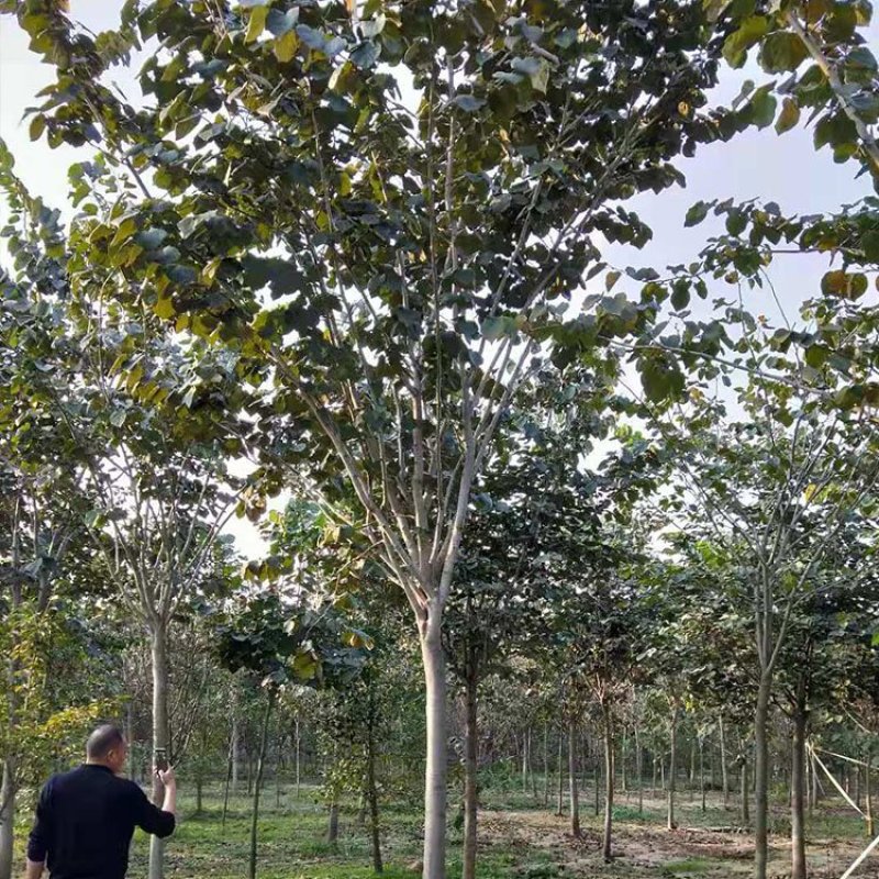 【荐】巨紫荆，加拿大巨紫荆，紫荆树，产地直销可视频看货