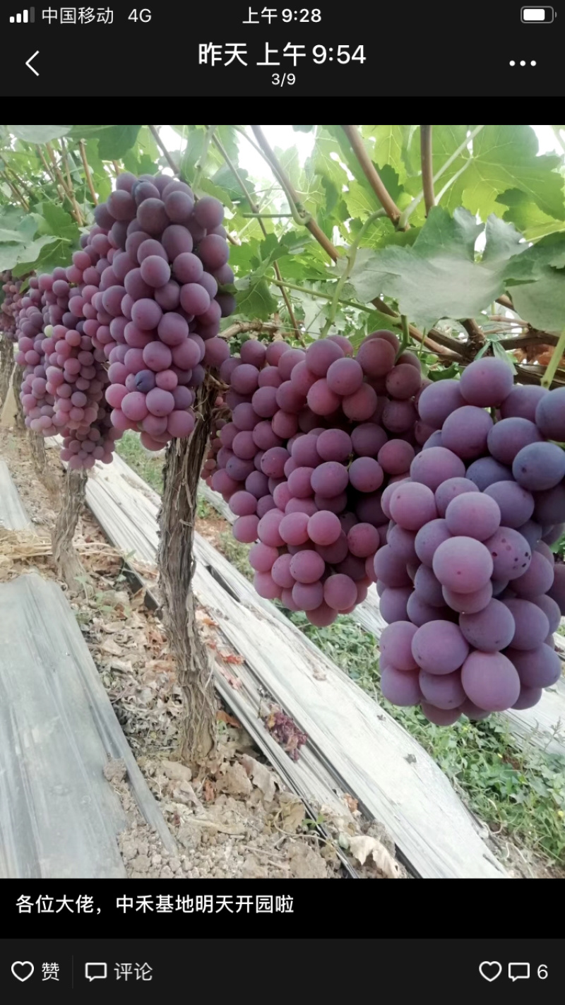 红提