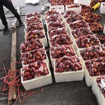 山东潍坊9602甜油桃上市，实力代办代收诚信合作每位老板