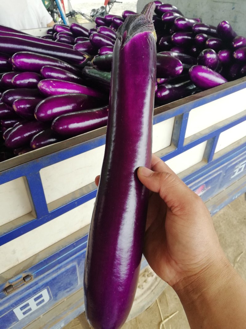 精品基地紫长茄大量供应，大量上市，代发全国